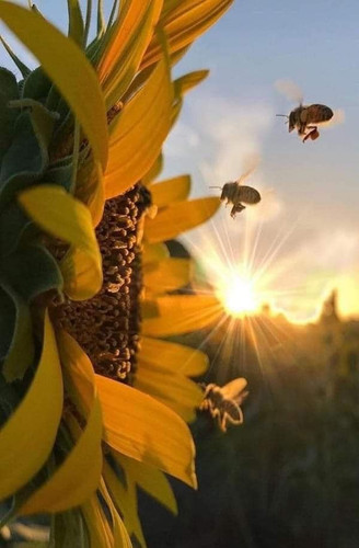 sunflowersandbees.jpg