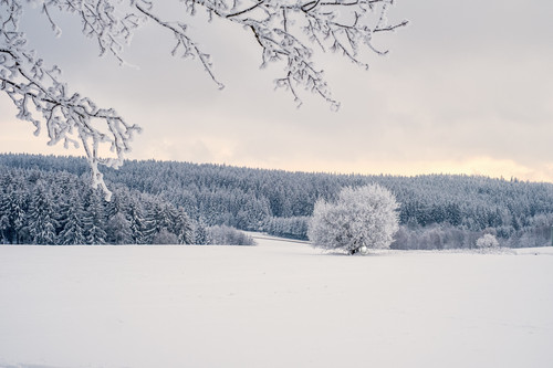 trees 7646958x (1).jpg