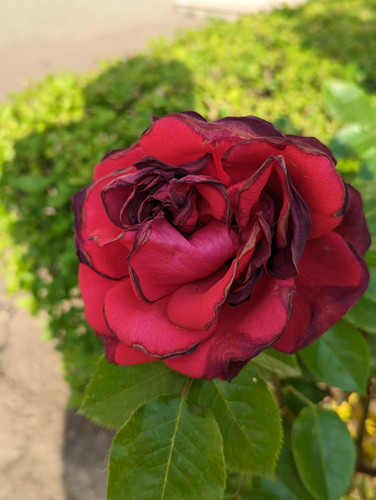 PXL 20230528 155003319.PORTRAIT.jpg