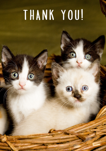 Thankyou Kittens 1400x.png
