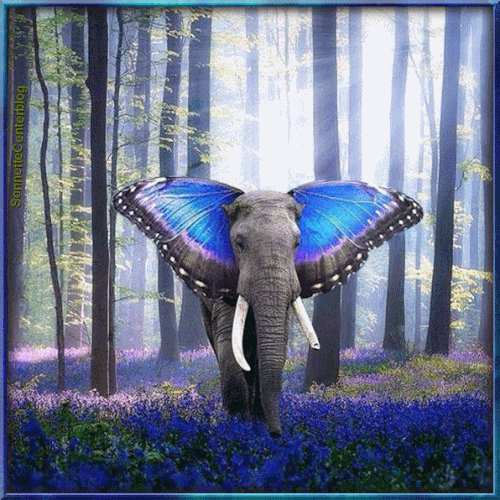 a187129ba5d4250f3d5f326829b09cf9.gif