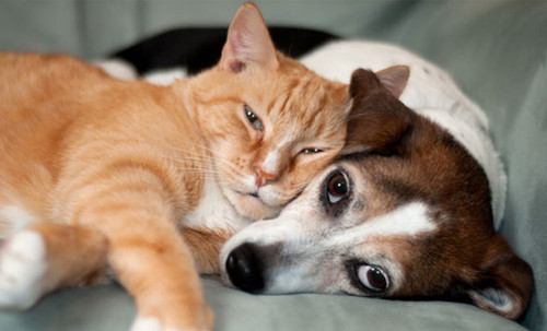 dog and cat 12.jpg