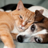 dog and cat 12