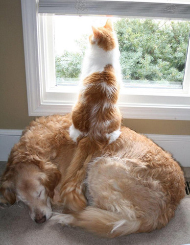 dog and cat 18.jpg