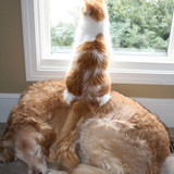 dog and cat 18