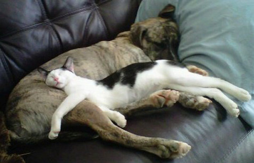 dog and cat 15.jpg