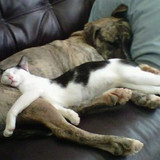 dog and cat 15
