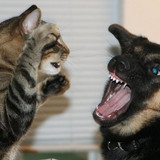 dog and cat 5