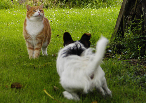 dog and cat 16.jpg
