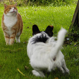 dog and cat 16