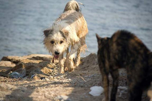 dog and cat 7.jpg