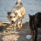 dog and cat 7