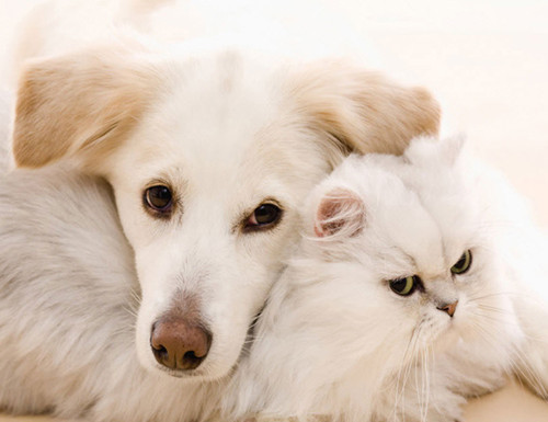dog and cat 9.jpg
