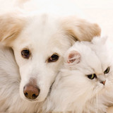 dog and cat 9