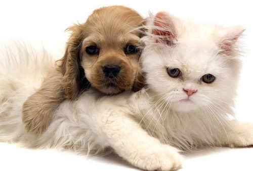 dog and cat 17.jpg