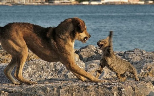 dog and cat 19.jpg