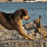 dog and cat 19