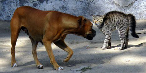dog and cat 6.jpg