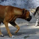 dog and cat 6