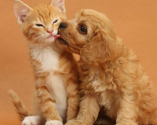 dog and cat 10.jpg