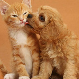 dog and cat 10