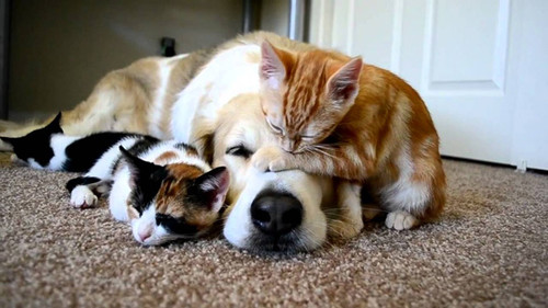 dog and cat 14.jpg