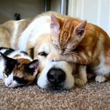 dog and cat 14