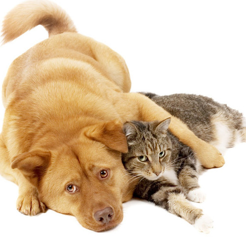 dog and cat 1.jpg