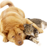 dog and cat 1