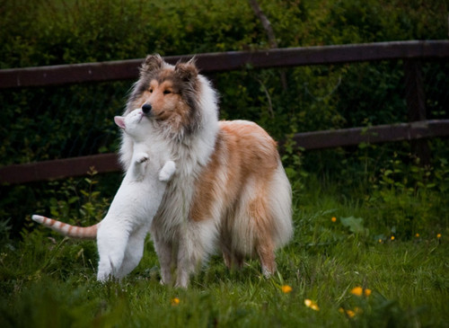 dog and cat 20.jpg