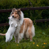 dog and cat 20
