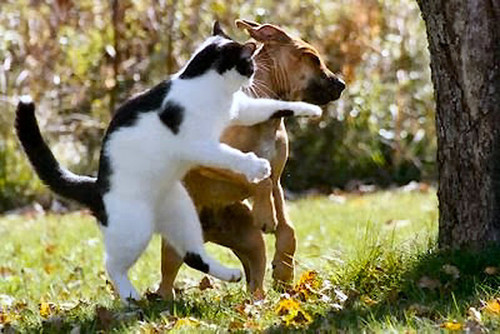 dog and cat 25.jpg