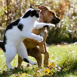 dog and cat 25