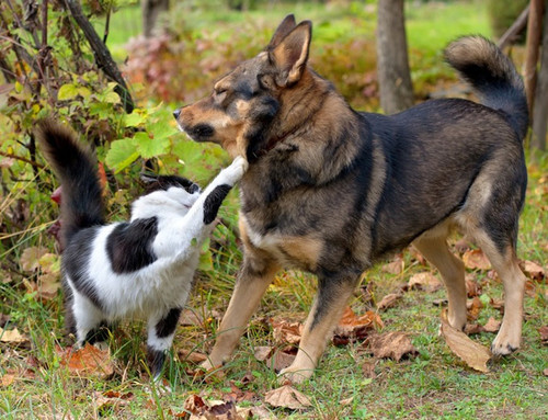 dog and cat 26.jpg
