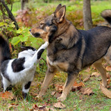 dog and cat 26