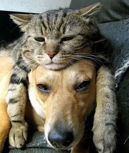 dog and cat 30.jpg