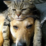 dog and cat 30