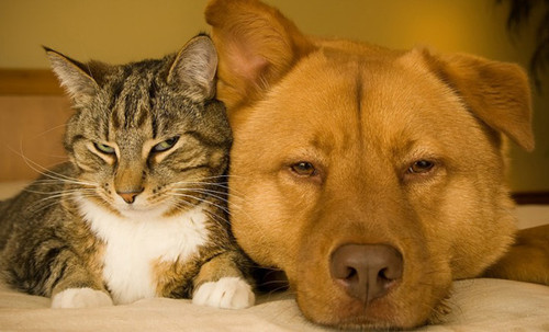 dog and cat 24.jpg