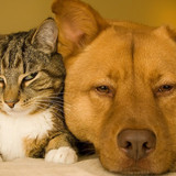 dog and cat 24