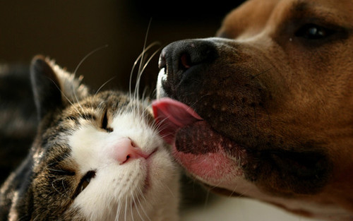 dog and cat 32.jpg