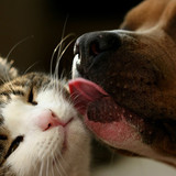 dog and cat 32