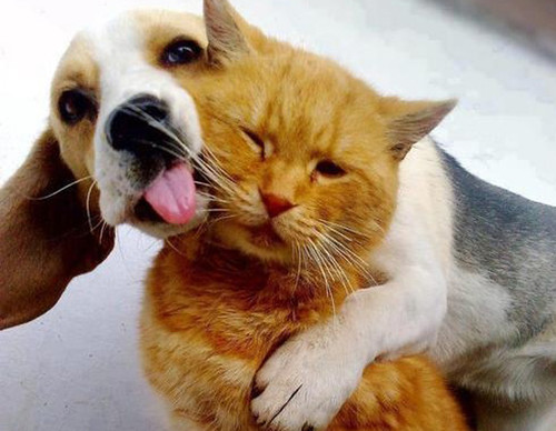 dog and cat 33.jpg