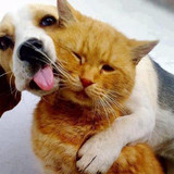 dog and cat 33