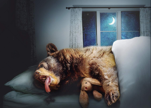 Screenshot 2023 05 28 at 20 08 30 funny photo composite big black bear sleeping bed nighttime house .png