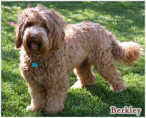 Berkley Labradoodle.jpg
