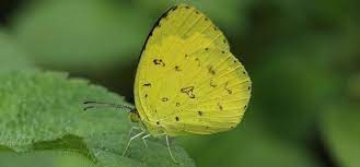 common grass yellow.jpg