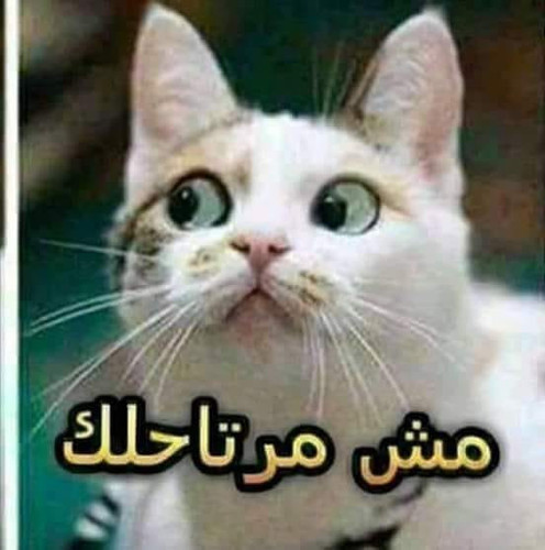 118154616 1009697652816088 4284693422870445980 n.jpg