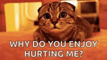 cat kitty.gif