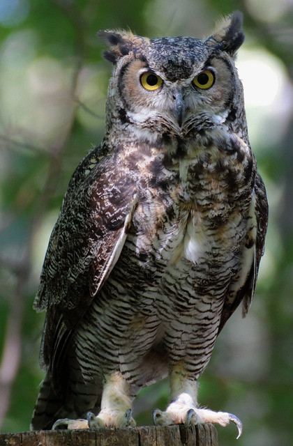 owl 776837 640.jpg