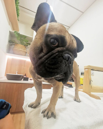 Pet Acupuncture Singapore.jpg